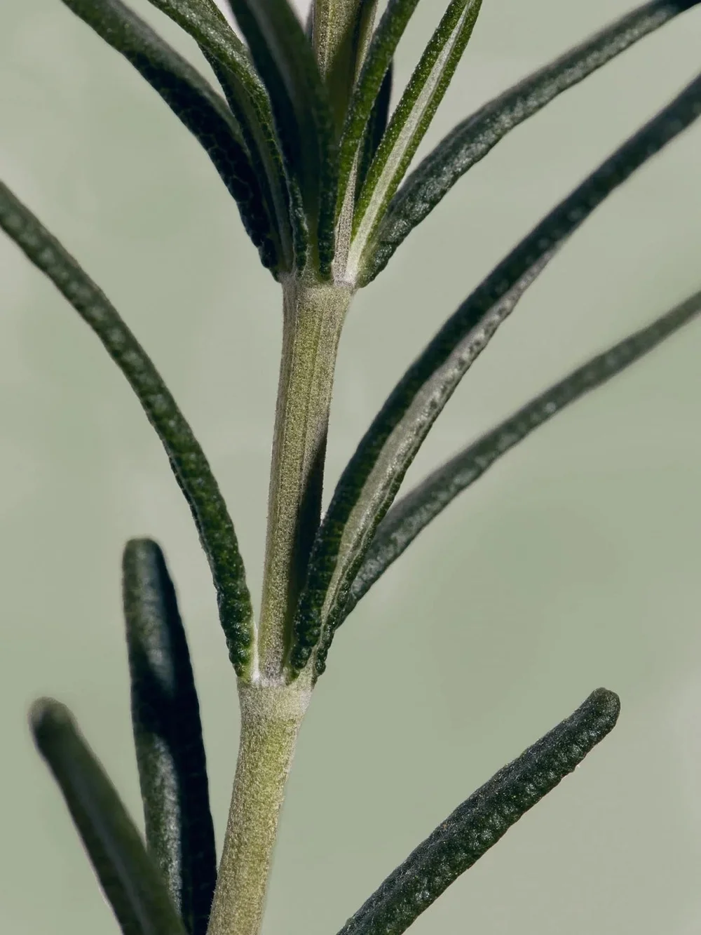 Aromatica - Rosemary Root Enhancer